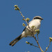 Northern Shrike - Photo (c) Jean-Guy Dallaire, some rights reserved (CC BY-NC-ND)