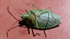 Chlorocoris rufopictus