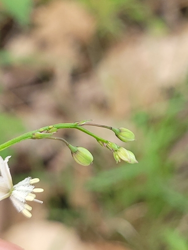 Image of Arthropodium glareosorum by (c) Eamonn Culhane, some rights reserved (CC BY)