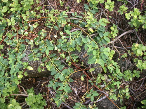 Euphorbia sachetiana observed 2003-07-21