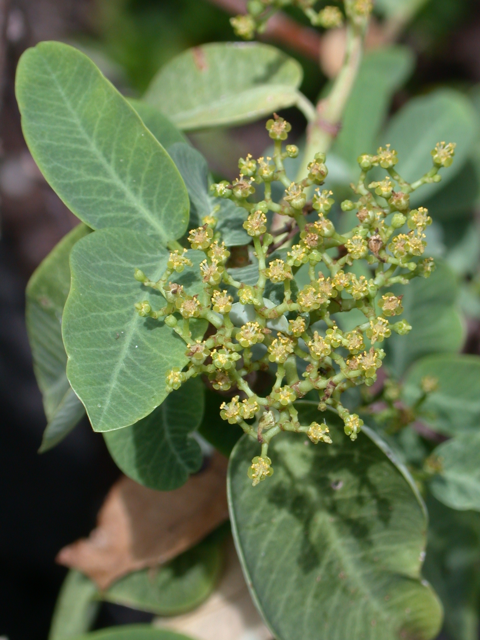 Euphorbia sachetiana