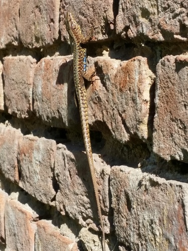 Podarcis muralis