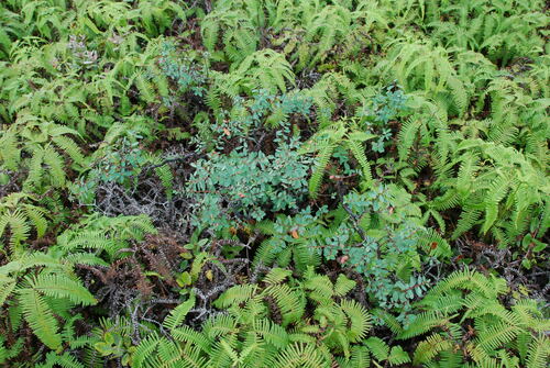 Euphorbia sparsiflora observed 2010-09-10