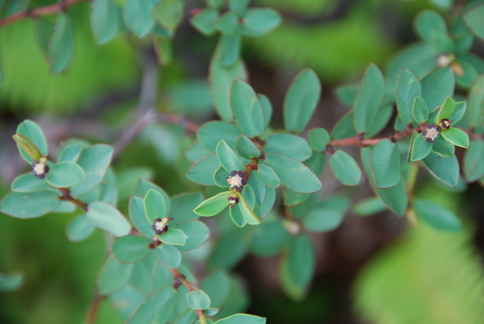 Euphorbia sparsiflora
