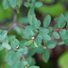 Euphorbia sparsiflora - Photo (c) Kenneth R. Wood (NTBG), some rights reserved (CC BY-NC), uploaded by Kenneth R. Wood (NTBG)