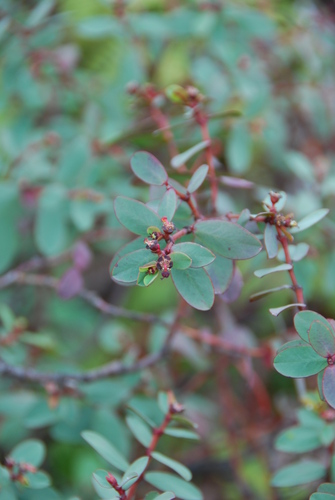 Euphorbia sparsiflora