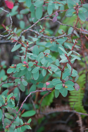 Euphorbia sparsiflora