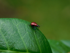 Attelabinae