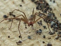 Loxosceles arizonica