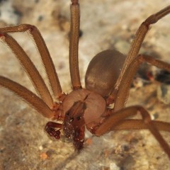 Loxosceles arizonica