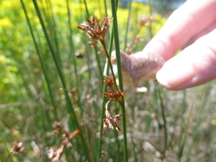 Juncus effusus pacificus