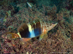 Serranus