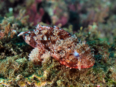 Scorpaena notata