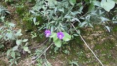 Achimenes cettoana