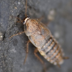 Capraiellus panzeri