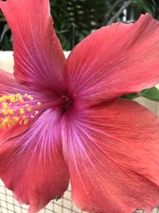 Hibiscus rosa-sinensis