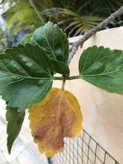 Hibiscus rosa-sinensis