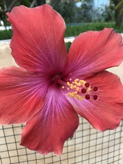 Hibiscus rosa-sinensis