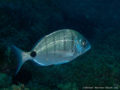 Diplodus