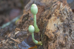 Leucocoprinus sulphurellus