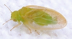 Rhinocola aceris