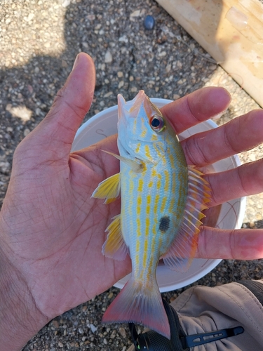 Foto de Pargo biajaiba (Lutjanus synagris)