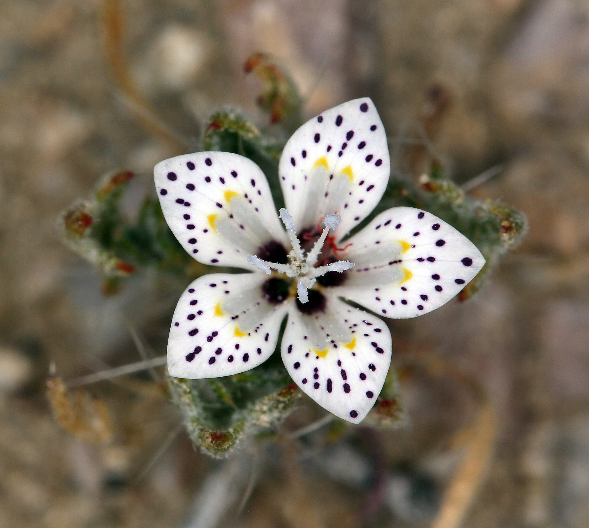 Langloisia setosissima