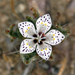 Langloisia setosissima - Photo (c) Steve Matson, μερικά δικαιώματα διατηρούνται (CC BY), uploaded by Steve Matson