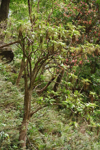 Charpentiera densiflora observed 2015-07-28