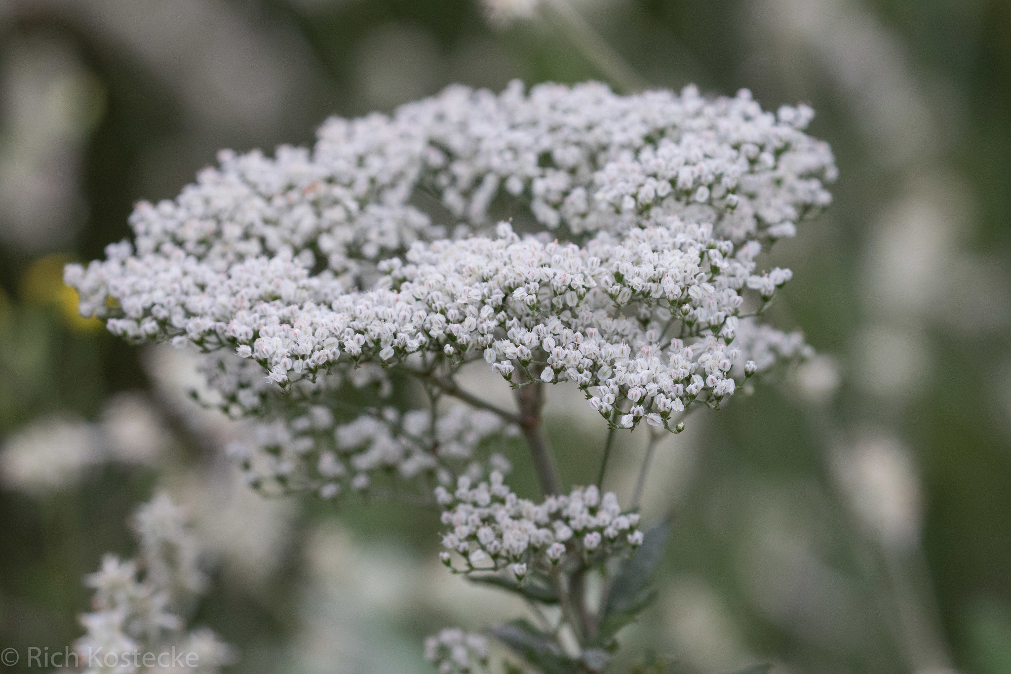 Eriogonum multiflorum