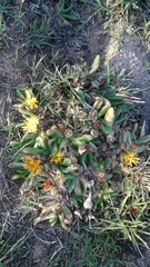 Glottiphyllum longum