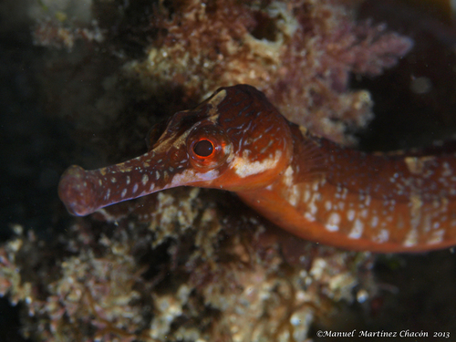 Greater Pipefish