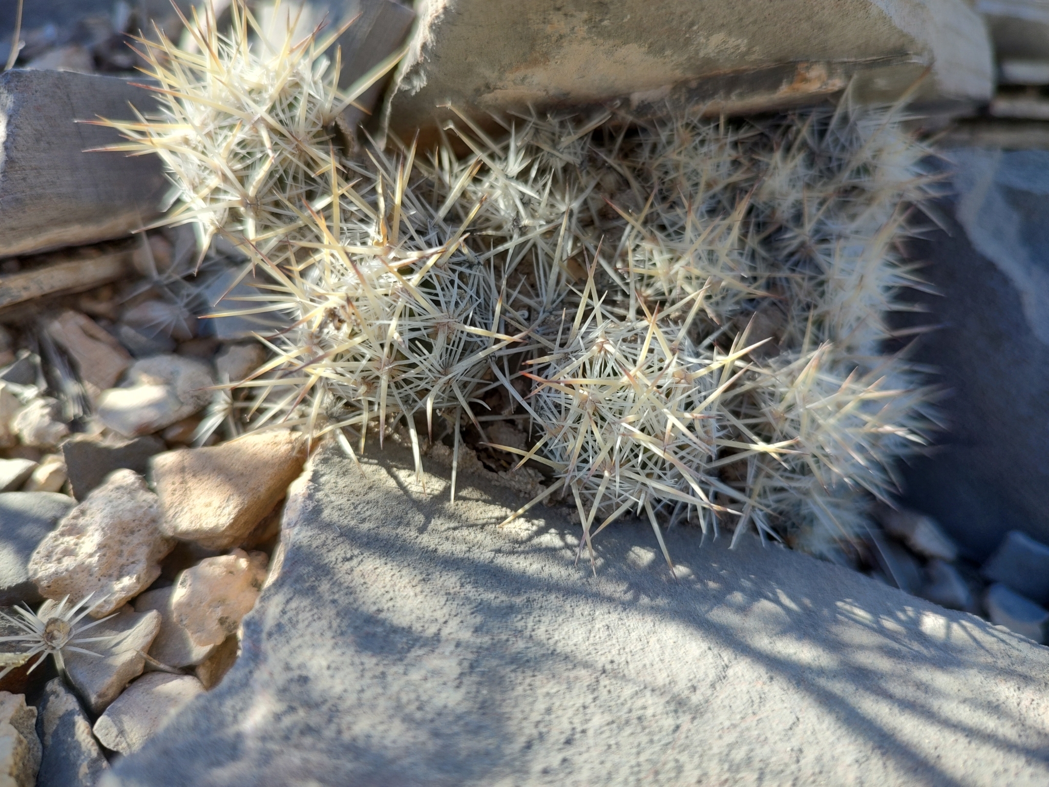 Pelecyphora lloydii