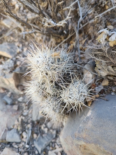 Pelecyphora lloydii