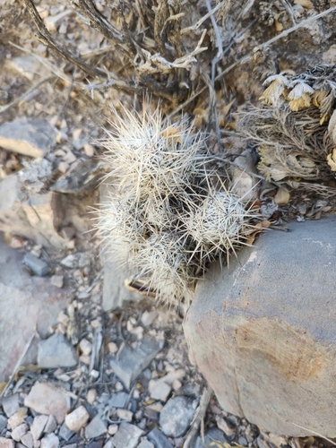 Pelecyphora lloydii