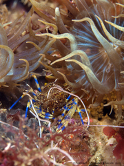 Periclimenes sagittifer