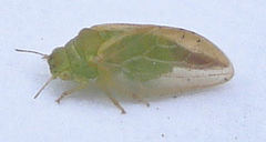 Rhinocola aceris