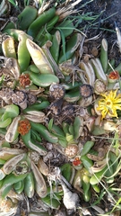 Glottiphyllum longum