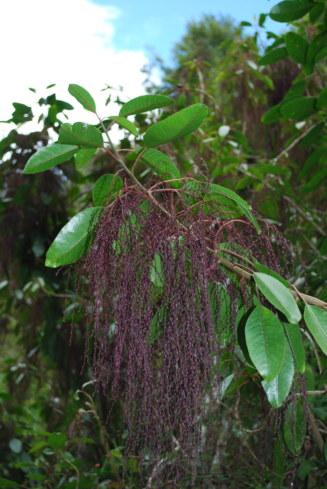 Charpentiera elliptica