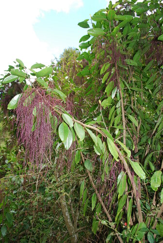 Charpentiera elliptica