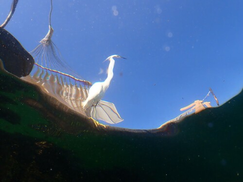 Snowy Egret (Egretta thula), a species recorded in Delaware