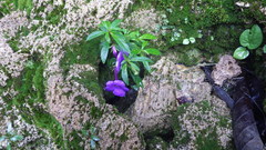 Achimenes cettoana