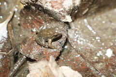 Loja Rocket Frog photo 3