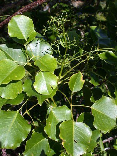 Cheirodendron bastardianum observed 2003-06-27