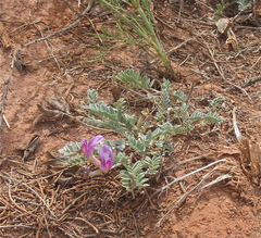 Astragalus missouriensis