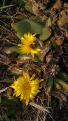 Glottiphyllum longum