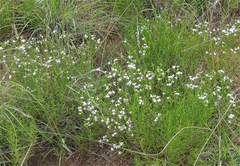 Stenaria nigricans