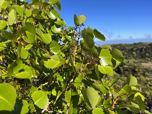 Cheirodendron dominii