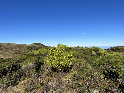 Cheirodendron dominii observed 2023-01-12