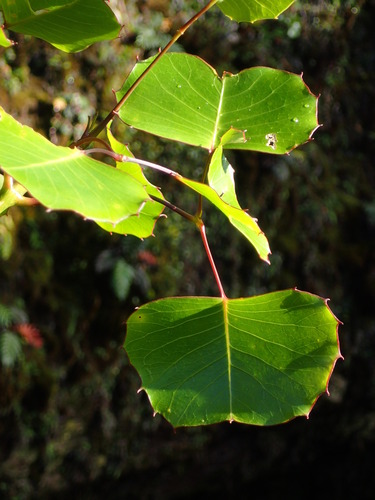 Cheirodendron dominii
